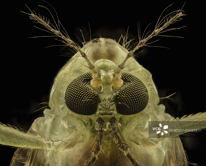 雌性蚊子头部图片素材