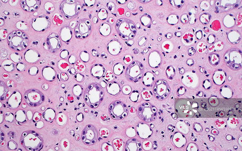 肾髓质显微照片图片素材