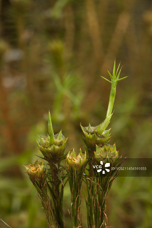 银行发藓图片素材