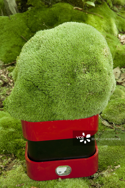 称重大型白藓图片素材