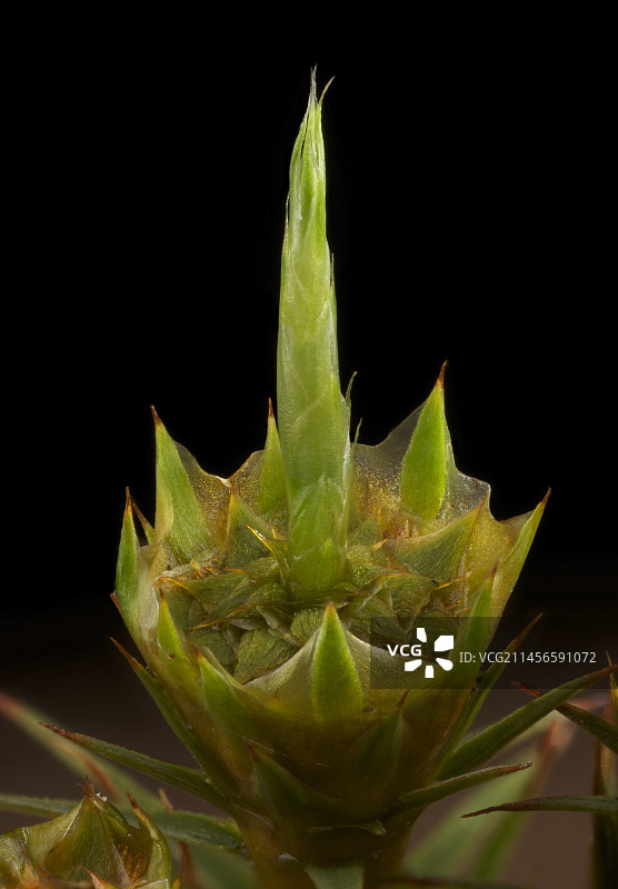 银发藓的雄性孢蒴图片素材