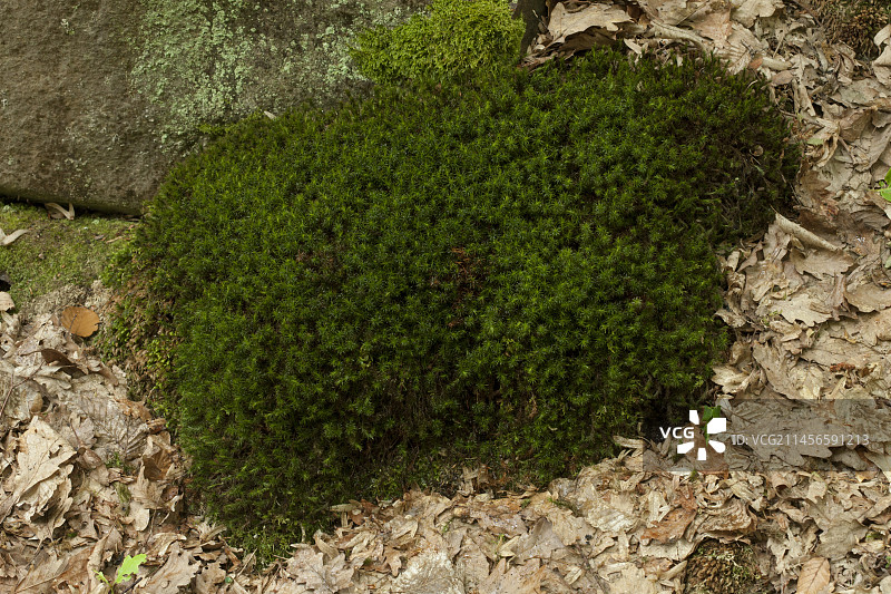 扭曲的苔藓（丛生扭藓）图片素材
