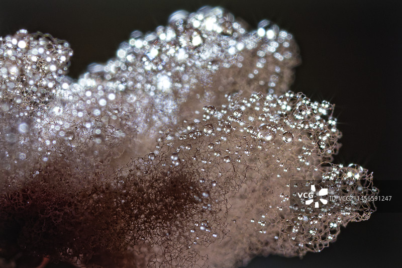 带有水滴的粘菌图片素材