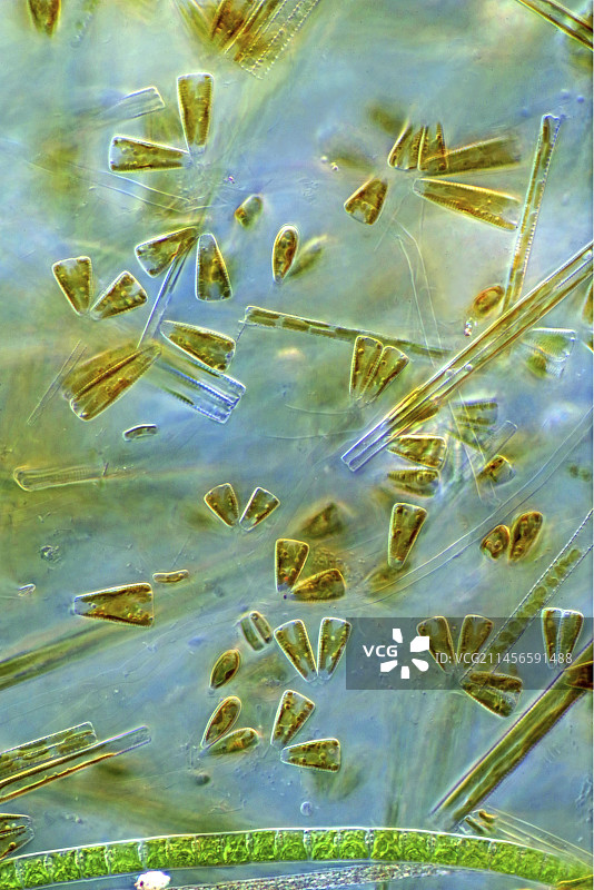 双线藻硅藻，光学显微照片图片素材