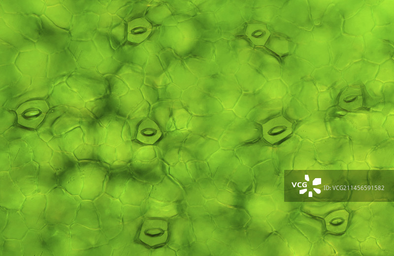 浮萍叶片上的气孔图片素材