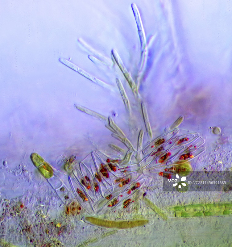 定居在浮萍根部的微藻显微照片图片素材