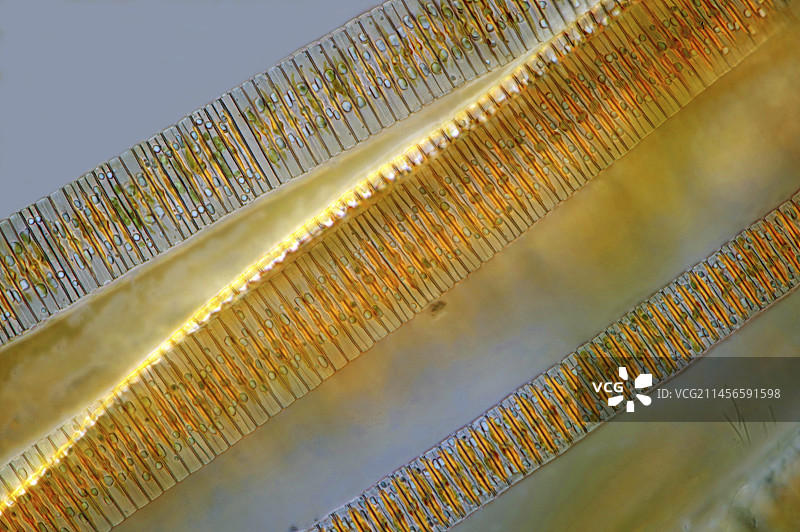 脆杆藻硅藻，光学显微照片图片素材