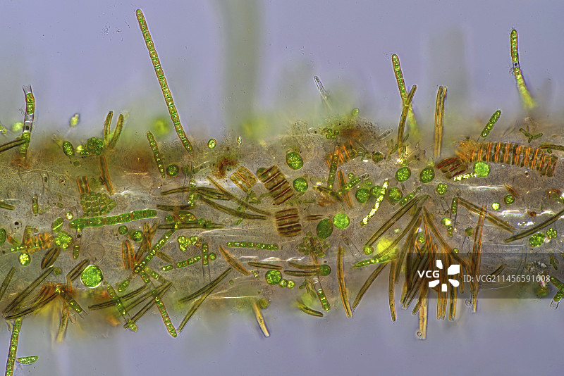定居在浮萍根部的微藻显微照片图片素材