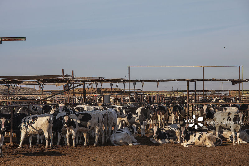 美国的加利福尼亚养牛场图片素材
