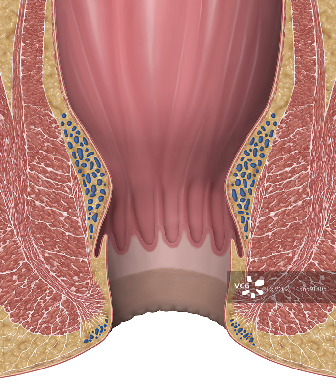 人类直肠插图图片素材