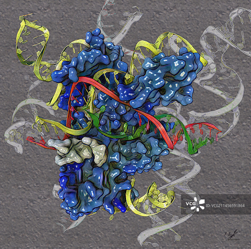 迷你CRISPR IscB蛋白图示图片素材