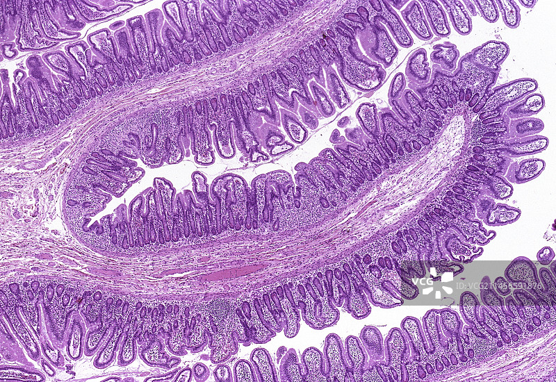 小肠，光学显微照片图片素材