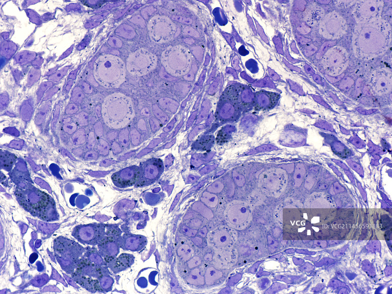 胎儿睾丸显微照片图片素材