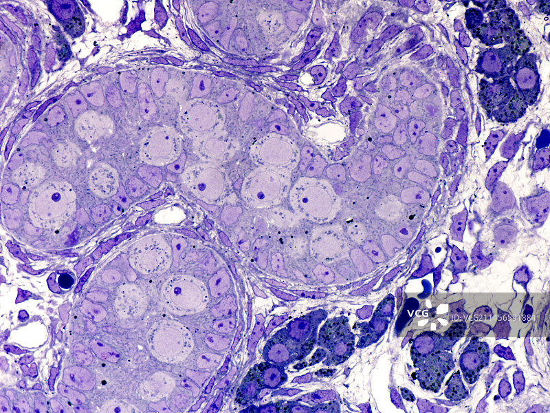 胎儿睾丸显微照片图片素材