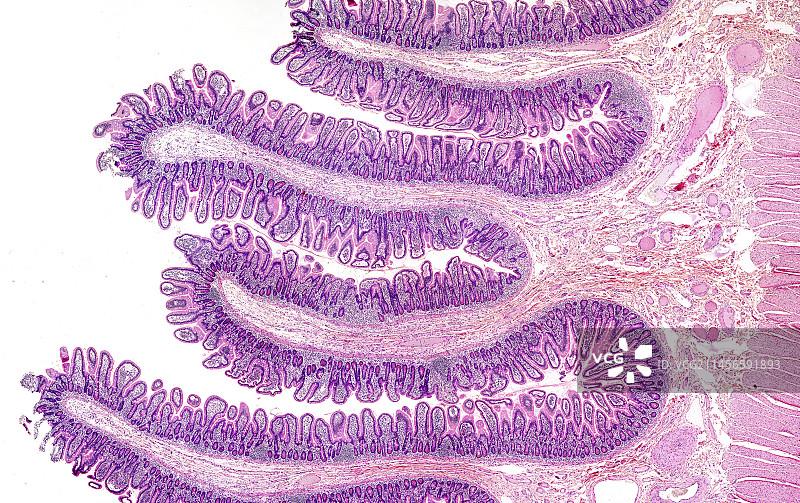 小肠，光学显微照片图片素材