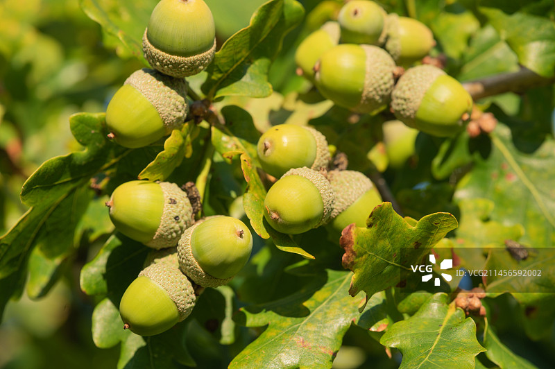 长柄橡树上的橡子图片素材