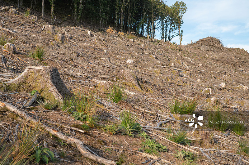 英国威尔士中部 Nant y Ffin 山谷的采伐针叶树图片素材