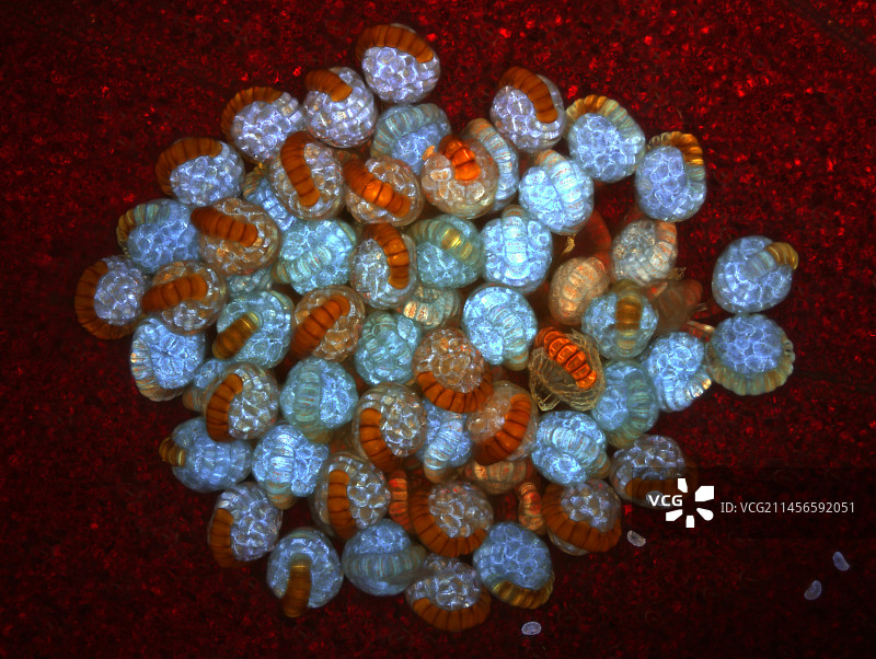 蕨类植物孢子囊群，光学显微照片图片素材