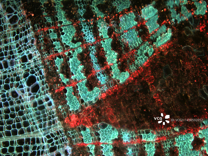 椴树组织光学显微照片图片素材