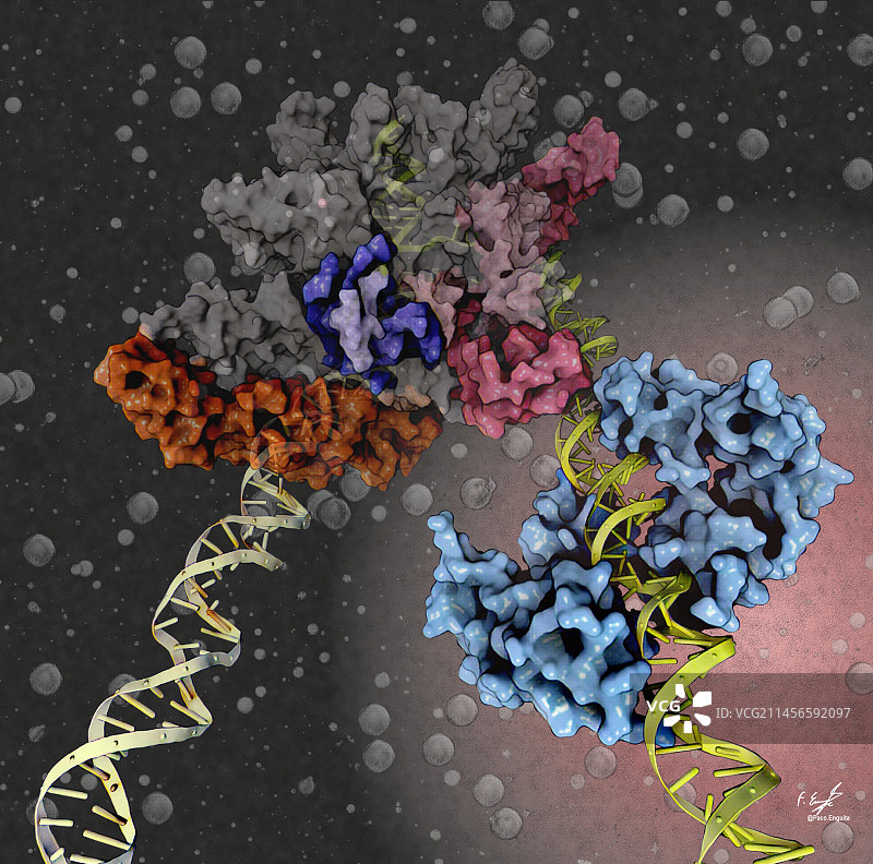 锌摄取调节器与DNA，图示图片素材
