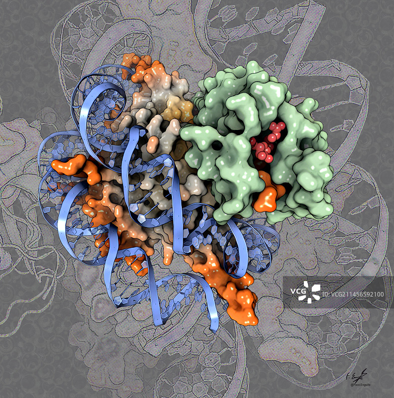组蛋白甲基转移酶-核小体复合物结构图图片素材