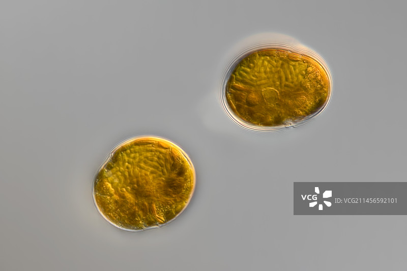 百年围甲藻，光学显微照片图片素材