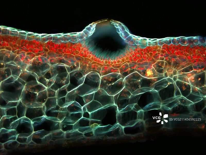 叶状地钱植物，光学显微照片图片素材