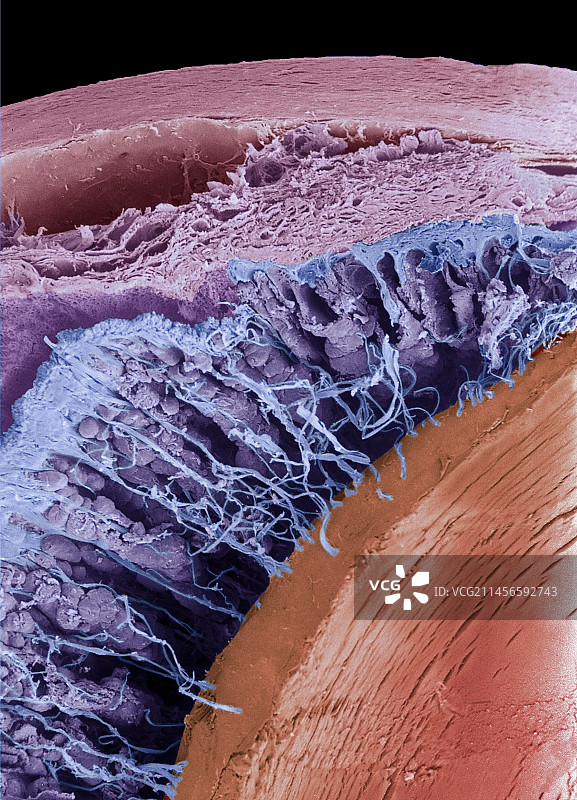 眼睛的虹膜，扫描电子显微镜图片素材