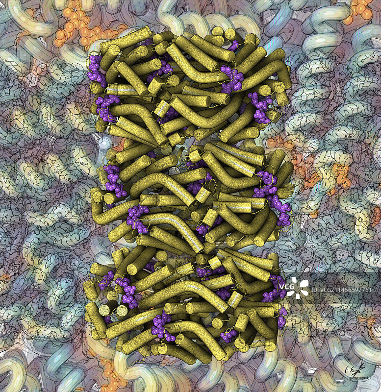 蓝细菌藻胆体棒状体插图图片素材