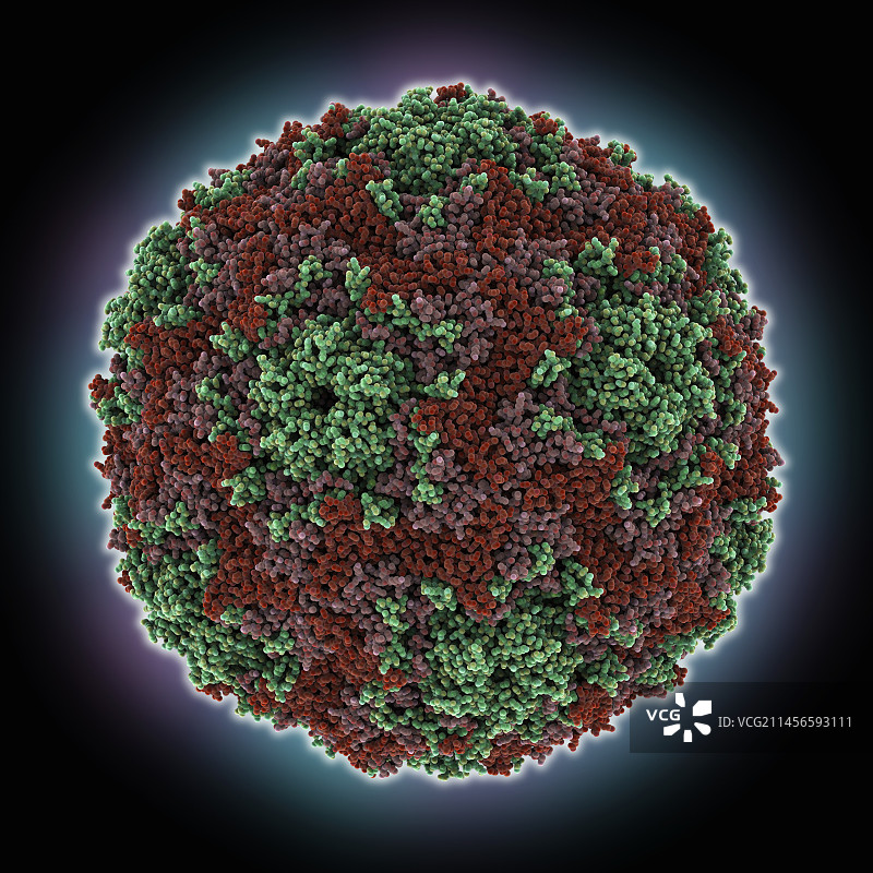 人肠道病毒71衣壳分子模型图片素材