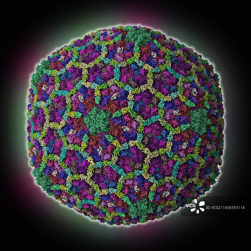 T4噬菌体衣壳分子模型图片素材