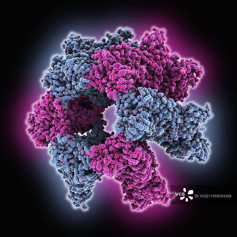 六聚体质膜Pma1分子模型图片素材