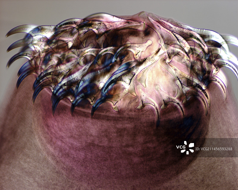 绦虫头部显微照片图片素材