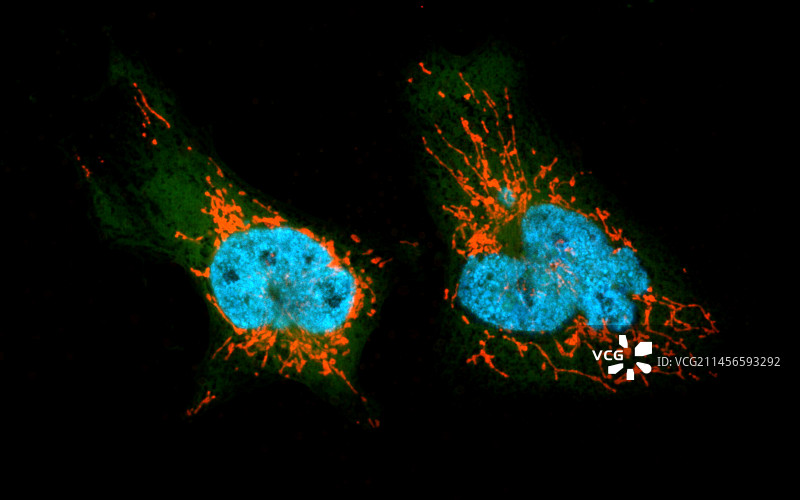 细胞结构显微照片图片素材