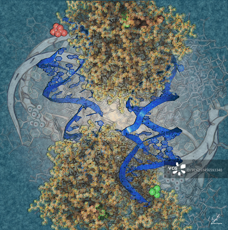 DEAD-box解旋酶DbpA，图示图片素材