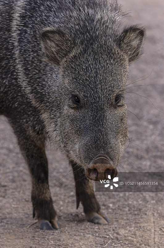 冬季河岸森林中的领圈西貒图片素材