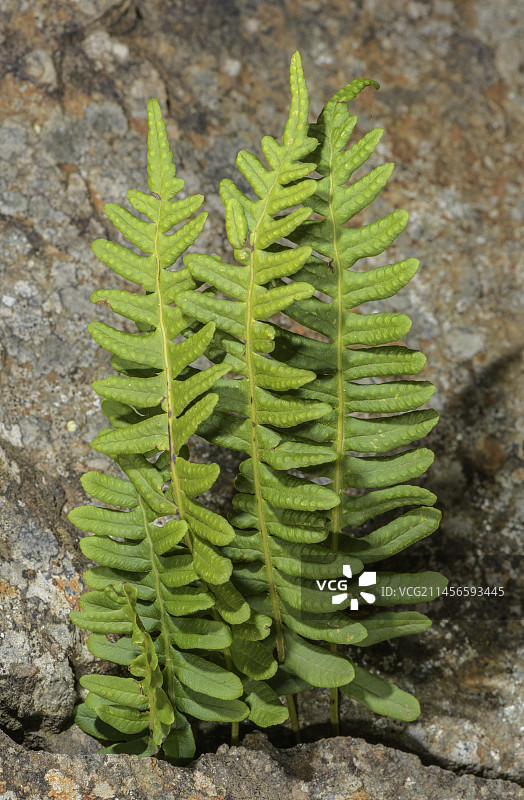 常见的瓦韦蕨类叶片图片素材