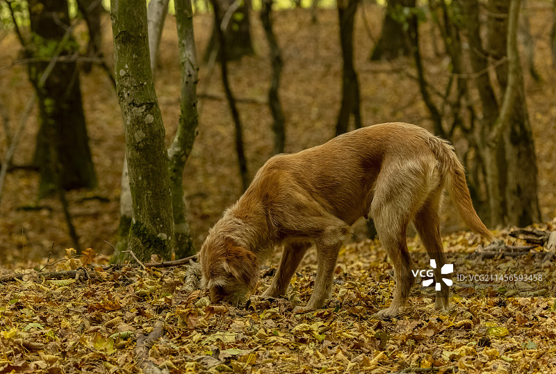 秋季古老林地中的罗马尼亚猎松露犬图片素材