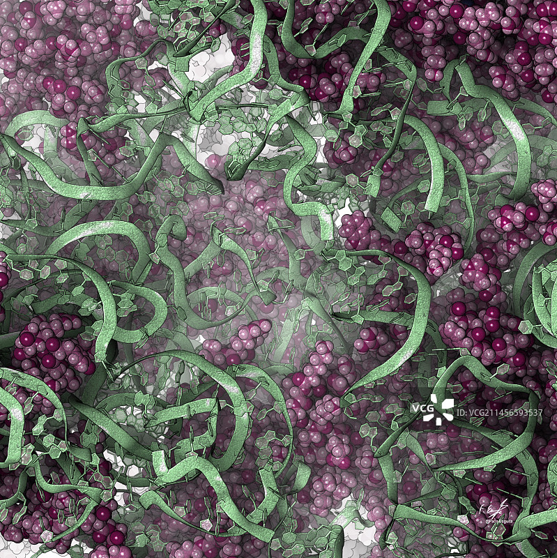 酵母核糖体核心结构示意图图片素材