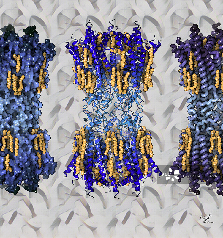 缝隙连接蛋白alpha-1蛋白图示图片素材