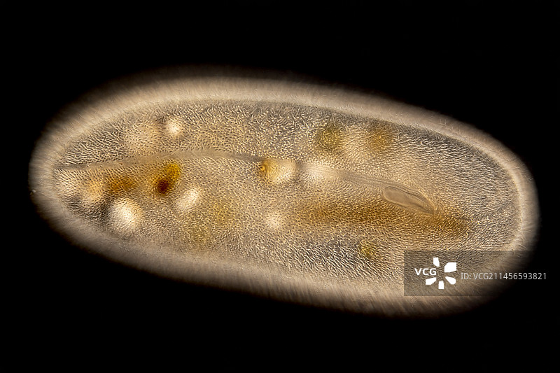 前口虫原生生物的显微照片图片素材