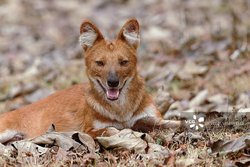 印度野犬图片素材