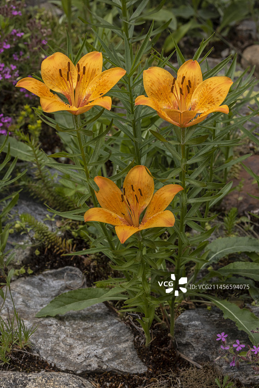 盛开的橙色百合（Lilium bulbiferum）图片素材