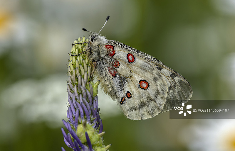 栖息在Rampion上的阿波罗绢蝶图片素材