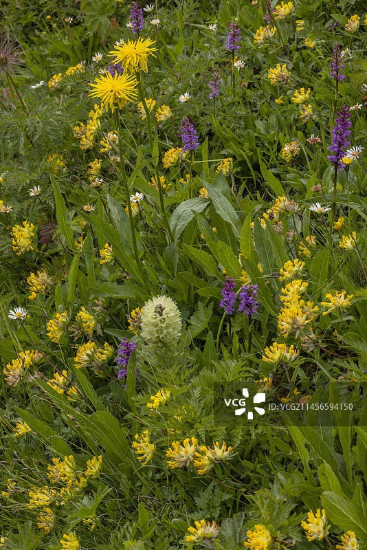 高山草甸图片素材