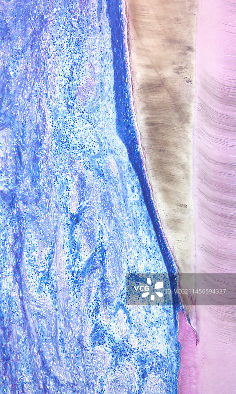 人 junctional 上皮细胞显微照片图片素材