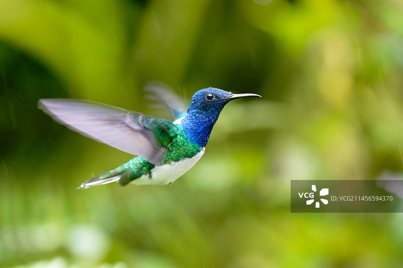 飞行中的白颈蜂鸟图片素材