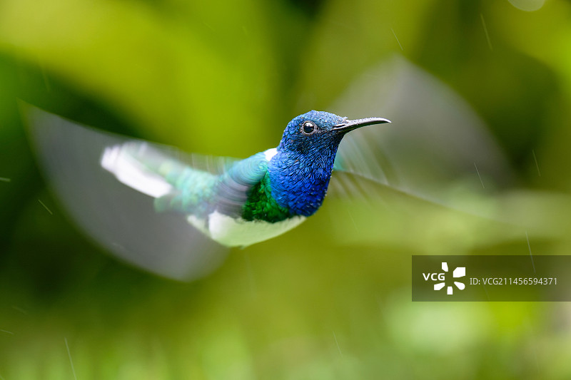 飞行中的白颈蜂鸟图片素材