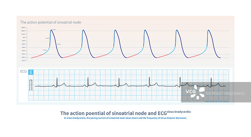 窦房结和心电图的动作电位图图片素材