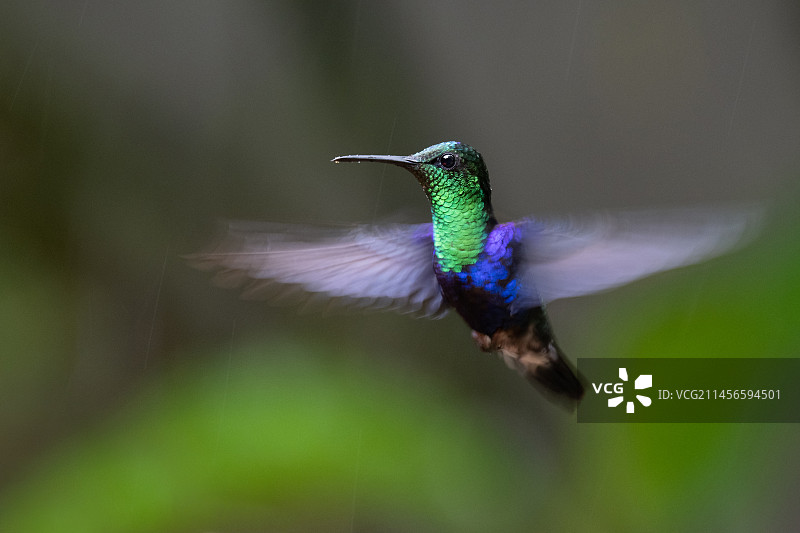 加冕林 nymph图片素材